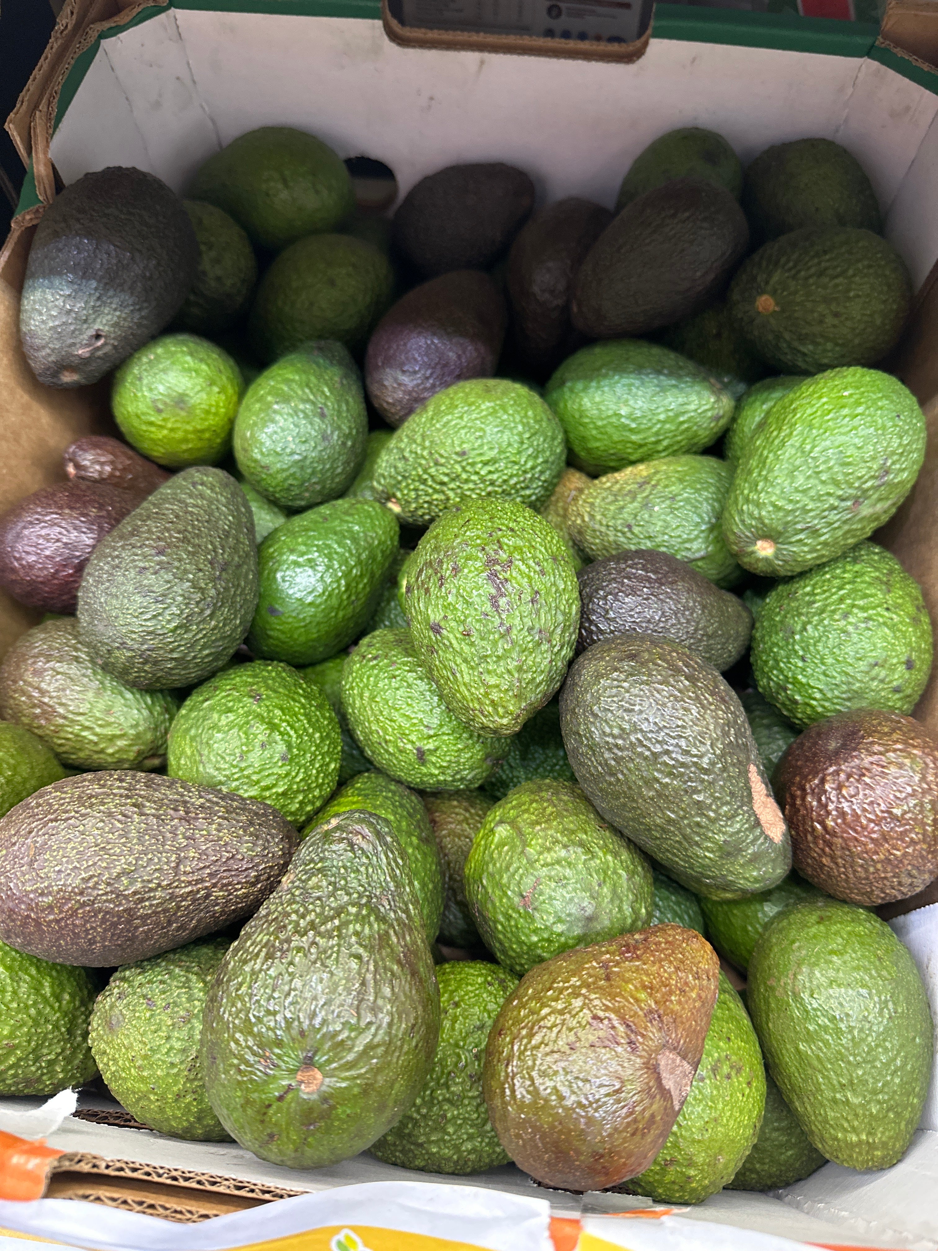 [FRESH] Organic Avocado Australia 3pcs