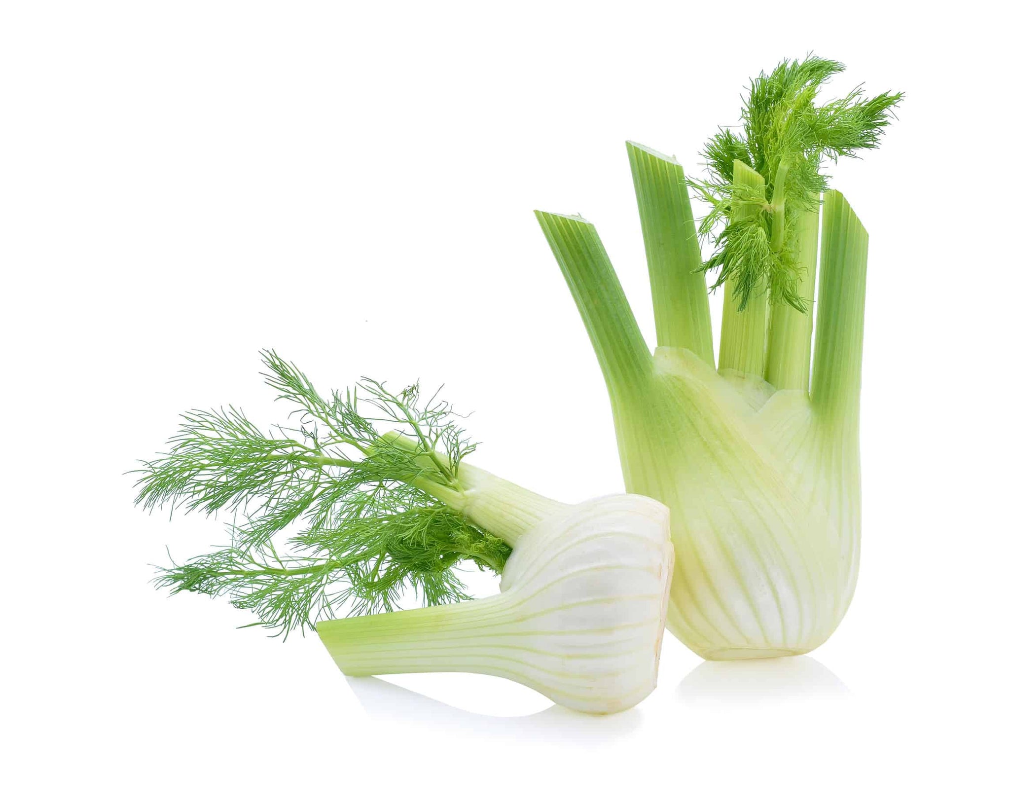 [FRESH] Organic Fennel 170g malaysia