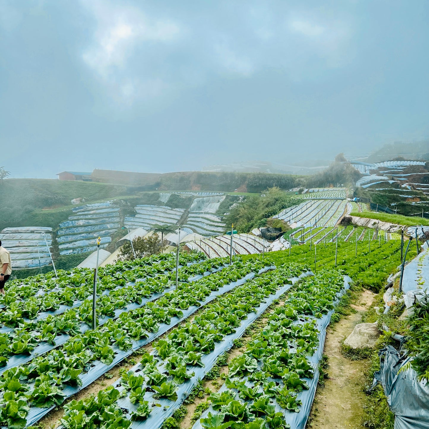 6-7 July 2026 | 2D1N Organic Cameron Trip