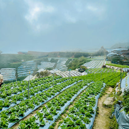 6-7 July 2026 | 2D1N Organic Cameron Trip
