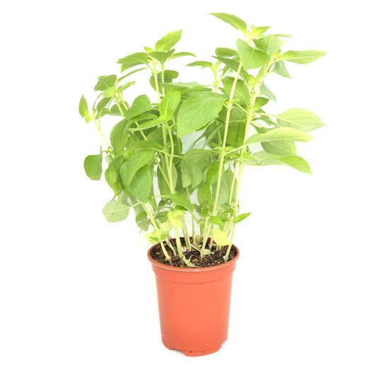 [FRESH] Organic Thai Basil Pot Belgium