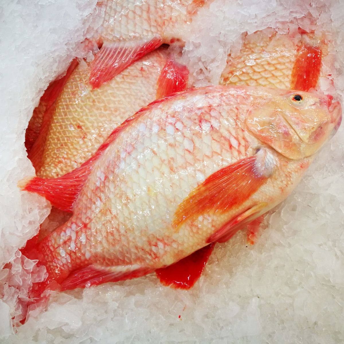 [FROZEN] Organic Whole Tilapia Fish 600g - 1kg