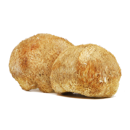 Simply Natural Organic QY Dried Hericium Mushroom 50g