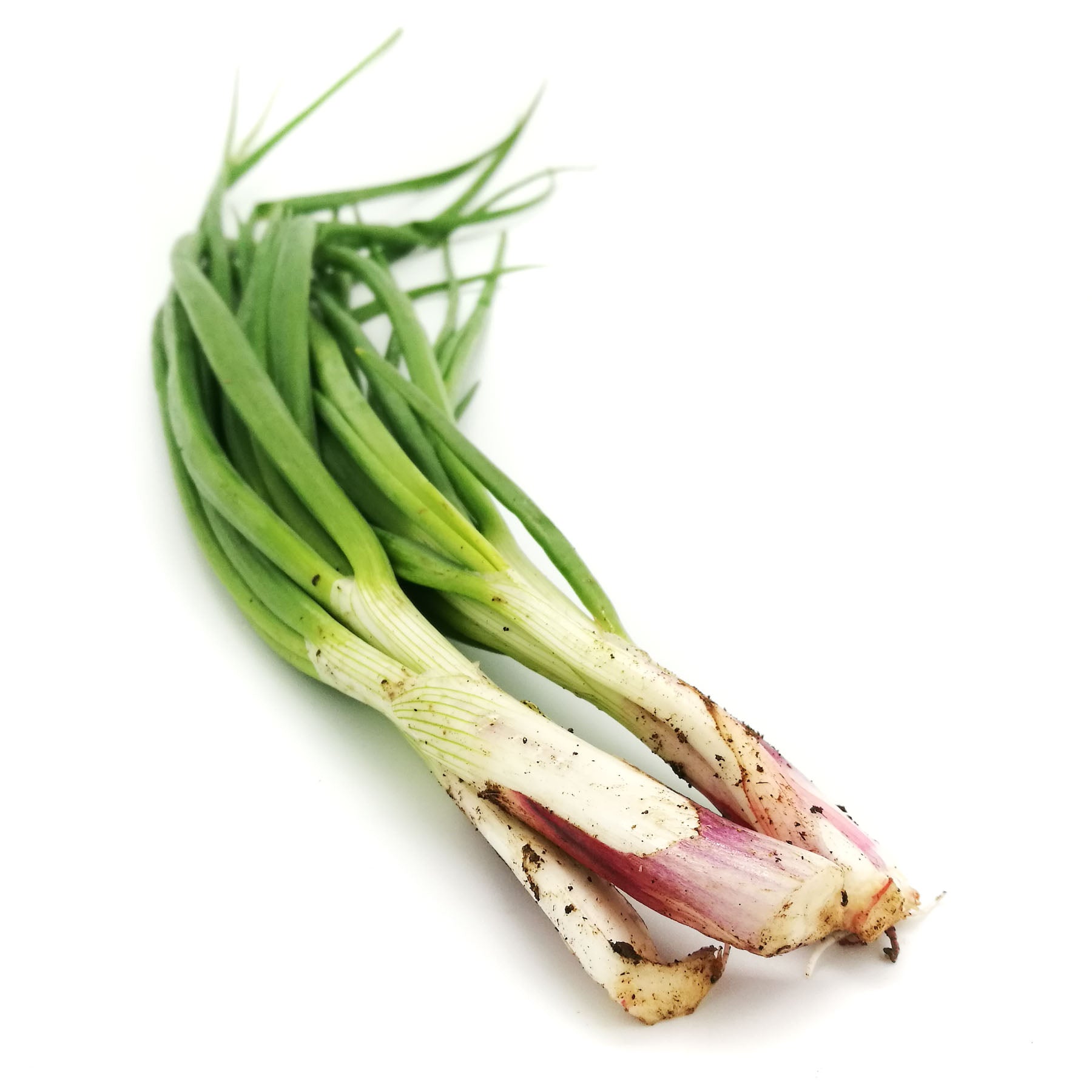 Organic Spring Onion 40g Malaysia – ZENXIN ORGANIC