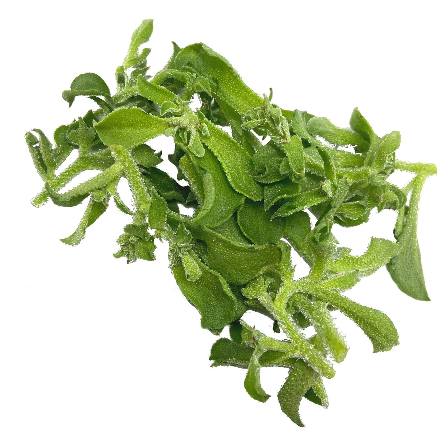 [FRESH] Organic Ice Plant Lettuce 100g Malaysia